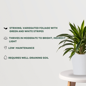 Dracaena Warneckii indoor plant